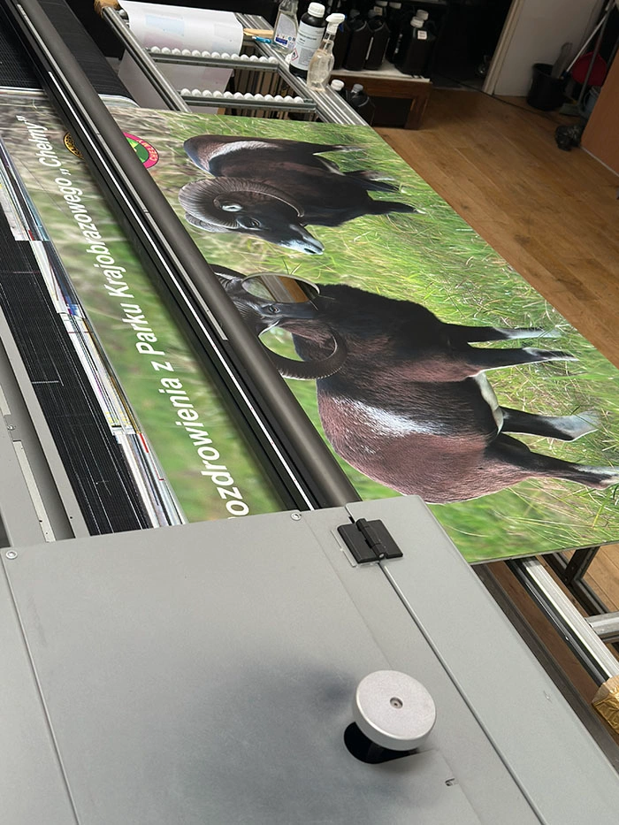 Park Krajobrazowy Chełmy – muflony na łące, tablice i szyldy reklamowe