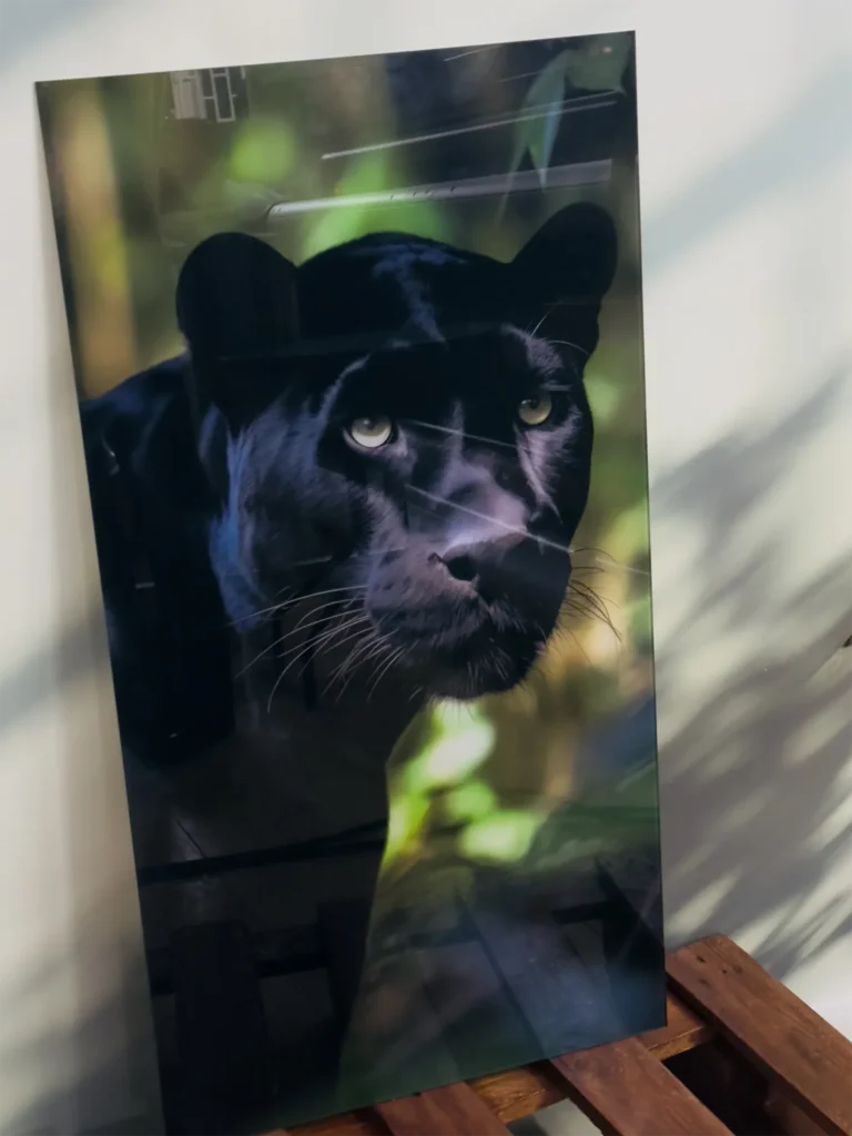 Obraz plexi z czarną panterą – druk UV